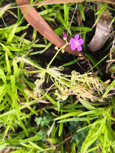 Drosera indica observed 2026-10-02