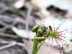 Drosera auriculata