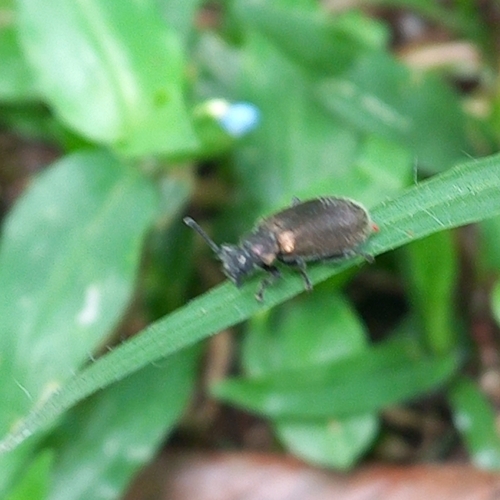 Hairy Darkling Beetle