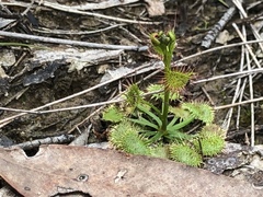 Drosera auriculata
