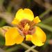 Trimezia juncifolia - Photo (c) Mauricio Mercadante, algunos derechos reservados (CC BY-NC-SA)