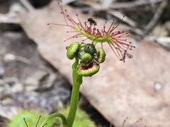 Drosera auriculata