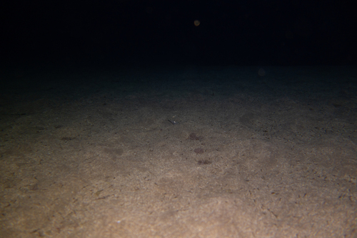 Ophisurus serpens observed 2026-09-26