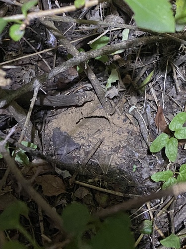 Common Asian Yellowjacket
