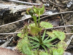 Drosera auriculata