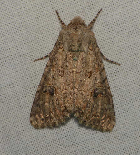 Anarta trifolii