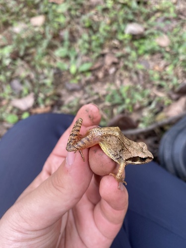Taihang Brown Frog