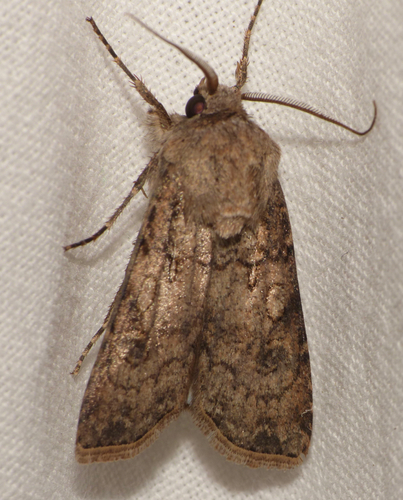 Agrotis segetum