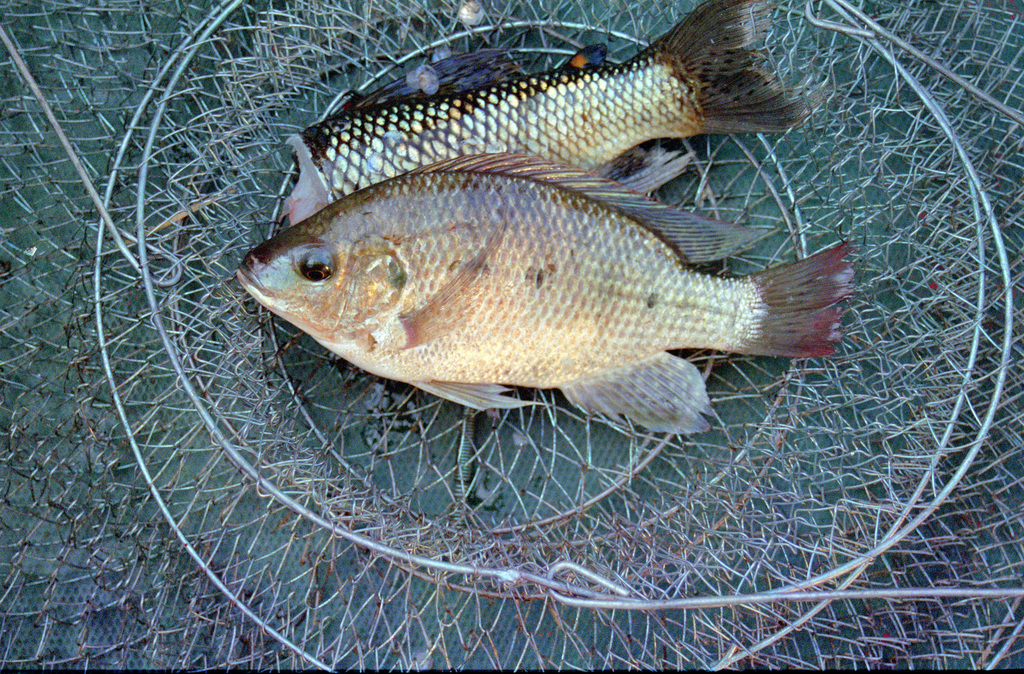 Dusky Bream
