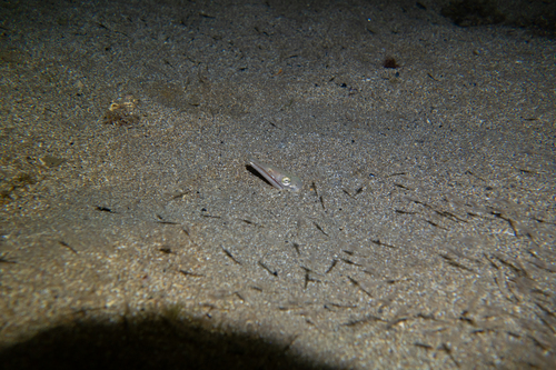 Ophisurus serpens observed 2026-09-26