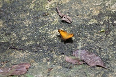 Vagrans sinha sinha