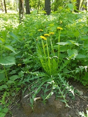 Taraxacum officinale