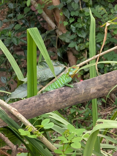 Common Green Forest Lizard
