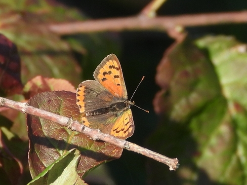 Small Copper