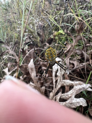 Banded Garden Spider