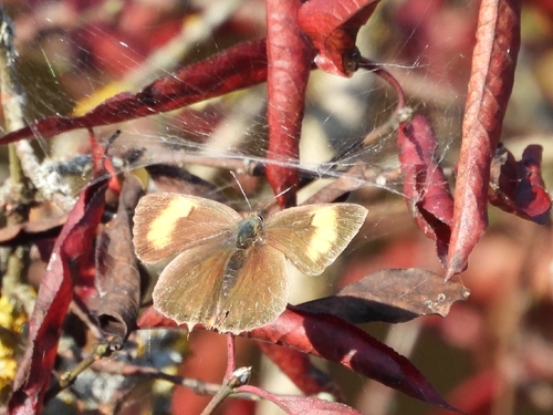 Brown Hairstreak