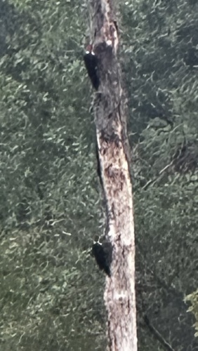 Pileated Woodpecker