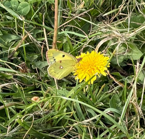 Clouded Yellow