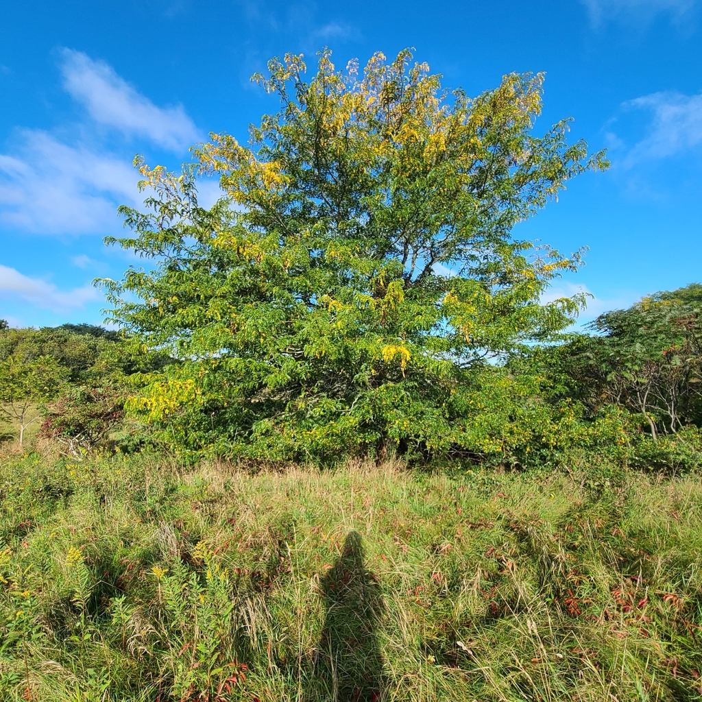A broad honey locust still mostly green with yellow sprays through the top, standing in a rough meadow.