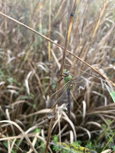 Common Green Darner