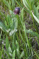 Fritillaria meleagroides