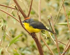 Myioborus brunniceps