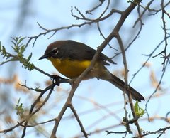 Myioborus brunniceps