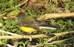 Myioborus brunniceps