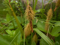 Carex paleacea