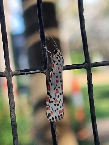 Heliotrope Moth
