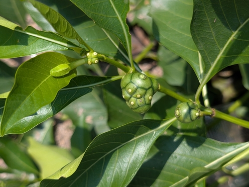 Morinda coreia observed 2026-10-02