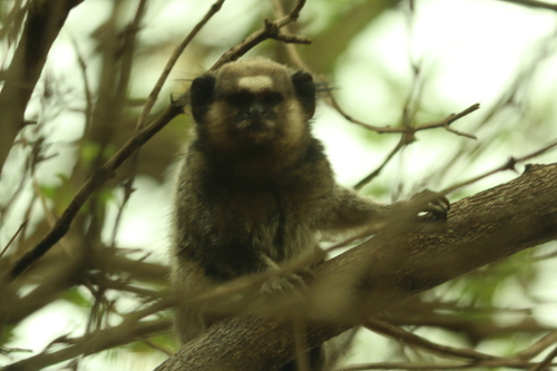 Black-tufted-ear Marmoset, Chácara SantaClara - Brasília - DF, photo 8 of 10