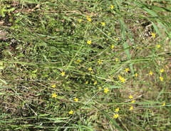 Ranunculus laxicaulis