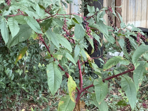 American pokeweed