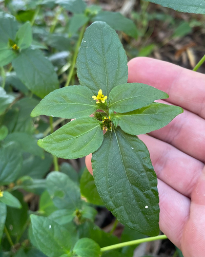 Nodeweed