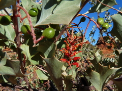 Grevillea wickhamii