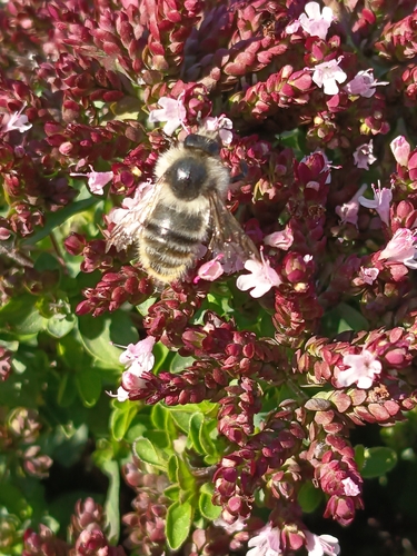 Shrill Carder-Bumble bee