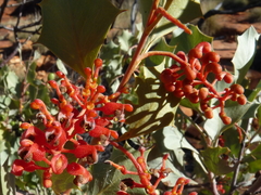 Grevillea wickhamii