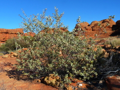 Grevillea wickhamii