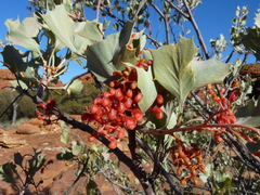 Grevillea wickhamii