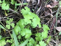 Ranunculus sessiliflorus