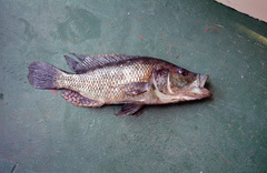 Serranochromis macrocephalus