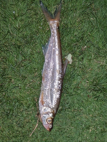 Predatory Carp