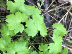 Ranunculus sessiliflorus