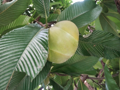 Dillenia indica observed 2026-10-03