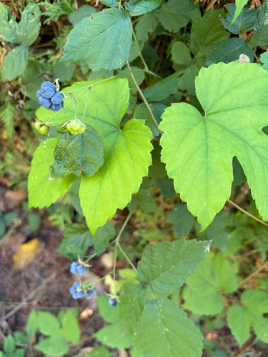 European dewberry