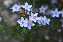 Ricinocarpos bowmanii