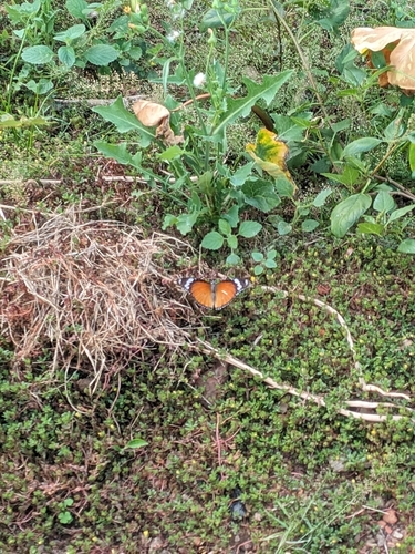 Danaid Eggfly
