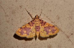 Conogethes haemactalis