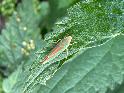 Rhododendron Leafhopper